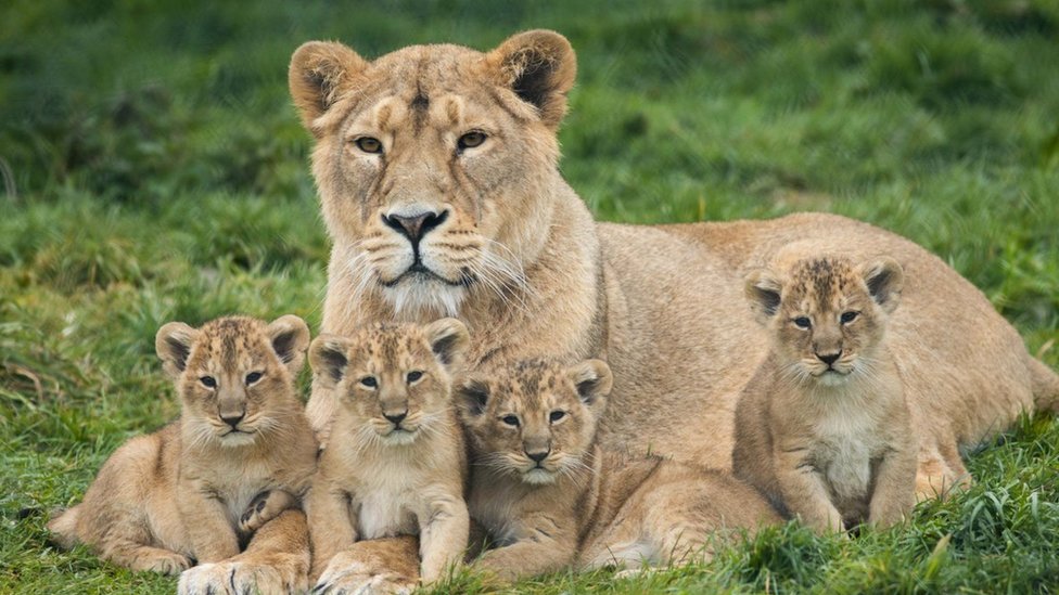 Gir Lion Cubs