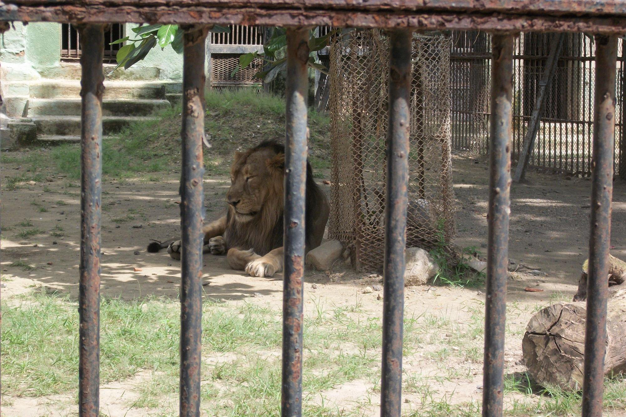 Sakkarbaug Zoo Lion
