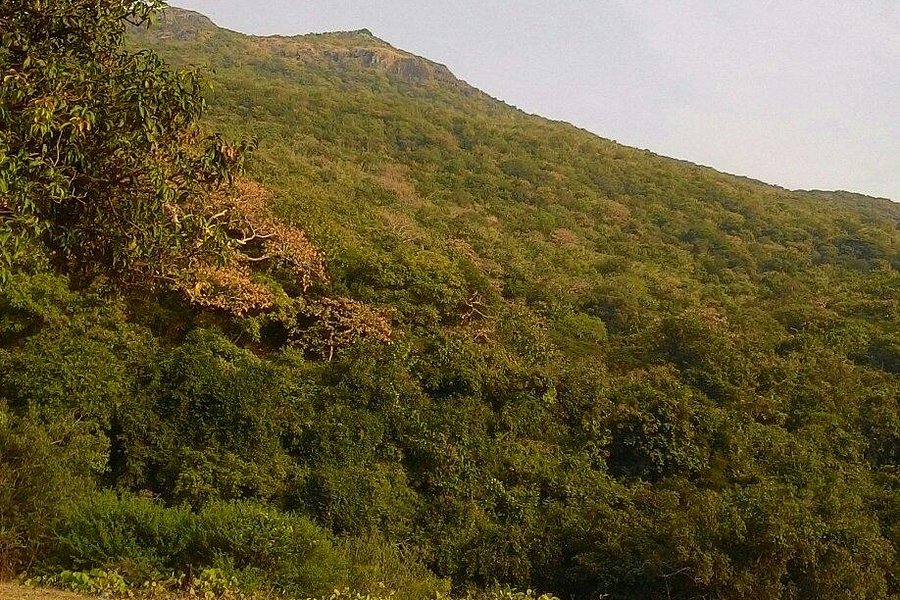 Bordevi Greenery