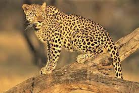 Leopard