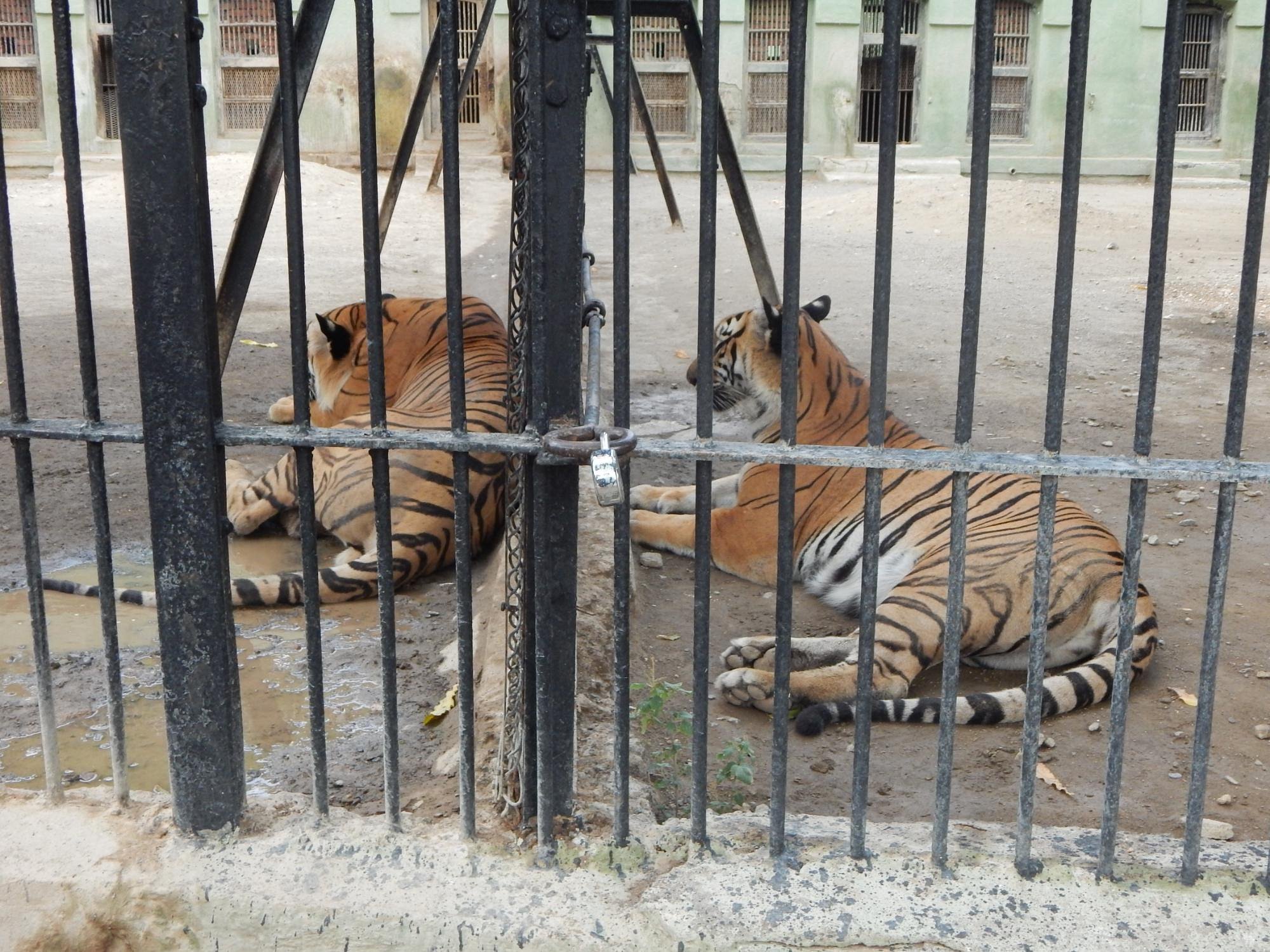 Sakkarbaug Zoo Tiger