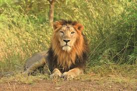 Gir Lion